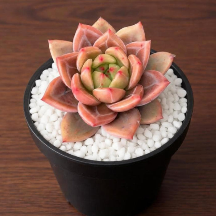 Echeveria 'Champagne'