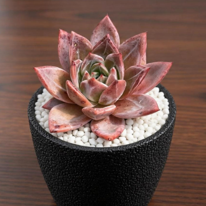 Echeveria 'Champagne'