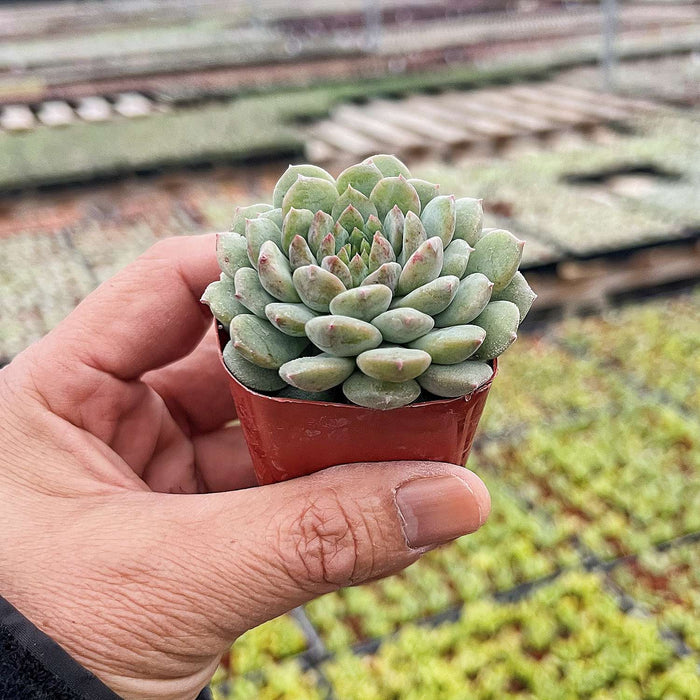 Echeveria 'Chrissy N ryan'