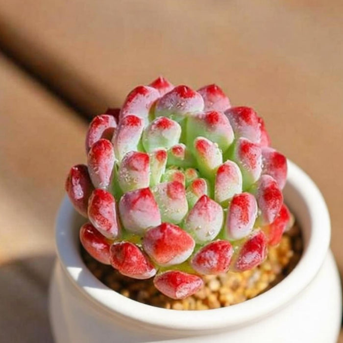 Echeveria cv. Blue Apple/ Blue Elf