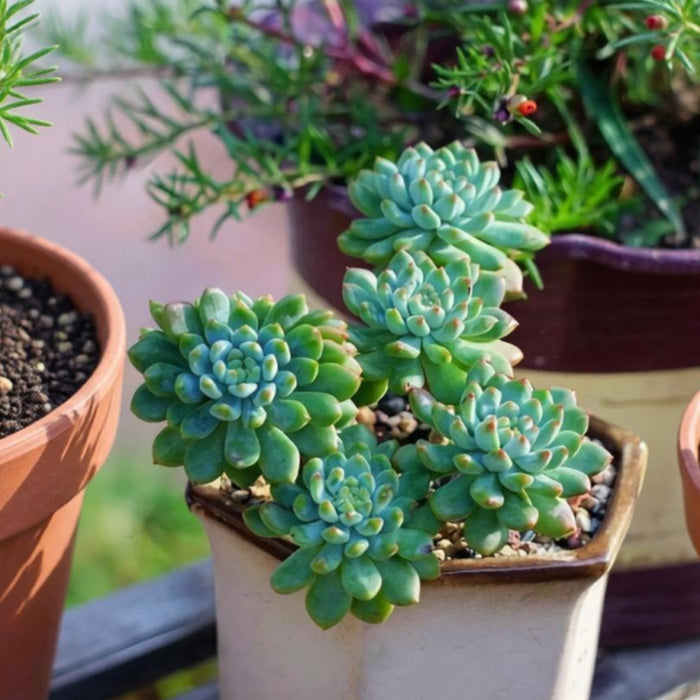 Echeveria cv. Blue Apple/ Blue Elf