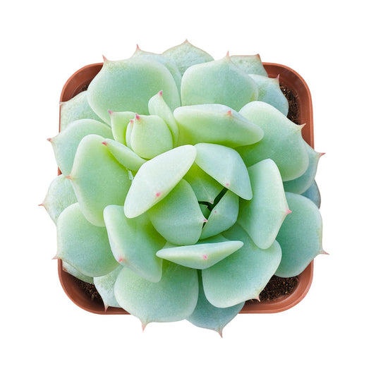 echeveria-derenbergii-hybrid