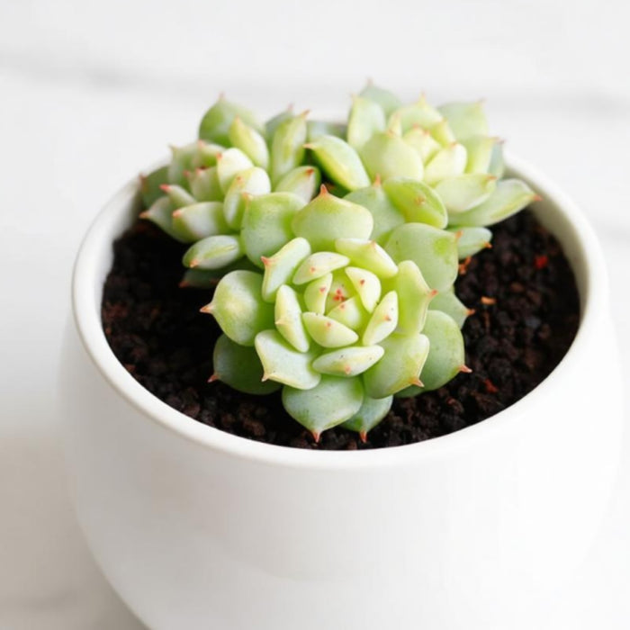 Echeveria Derenbergii Hybrid