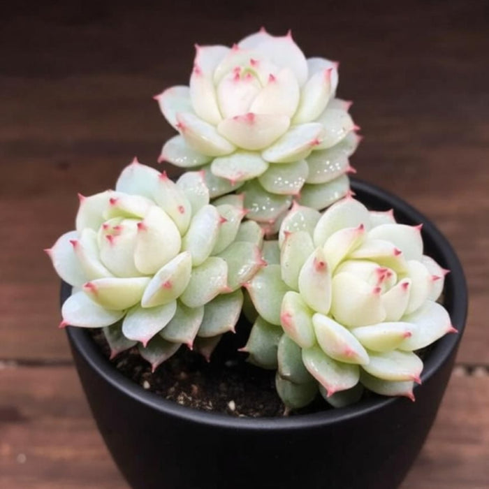 Echeveria Derenbergii Hybrid