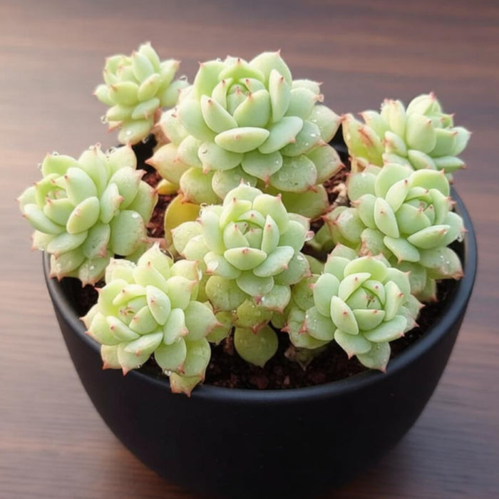 Echeveria Derenbergii Hybrid