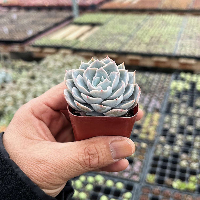 Echeveria Desmetiana de Smelt