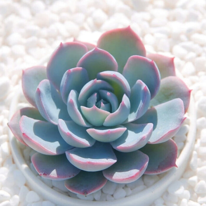 Echeveria Desmetiana de Smelt