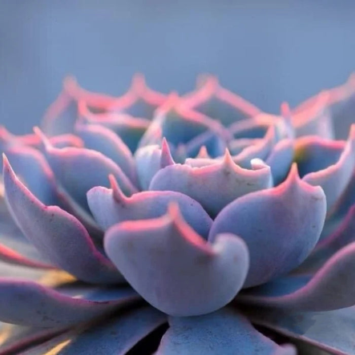 Echeveria Desmetiana de Smelt