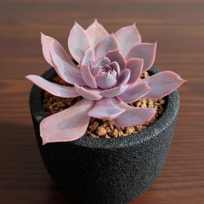 Echeveria Desmetiana de Smelt