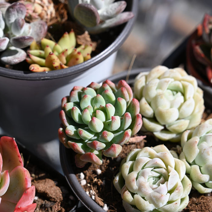Echeveria Elegans Alba