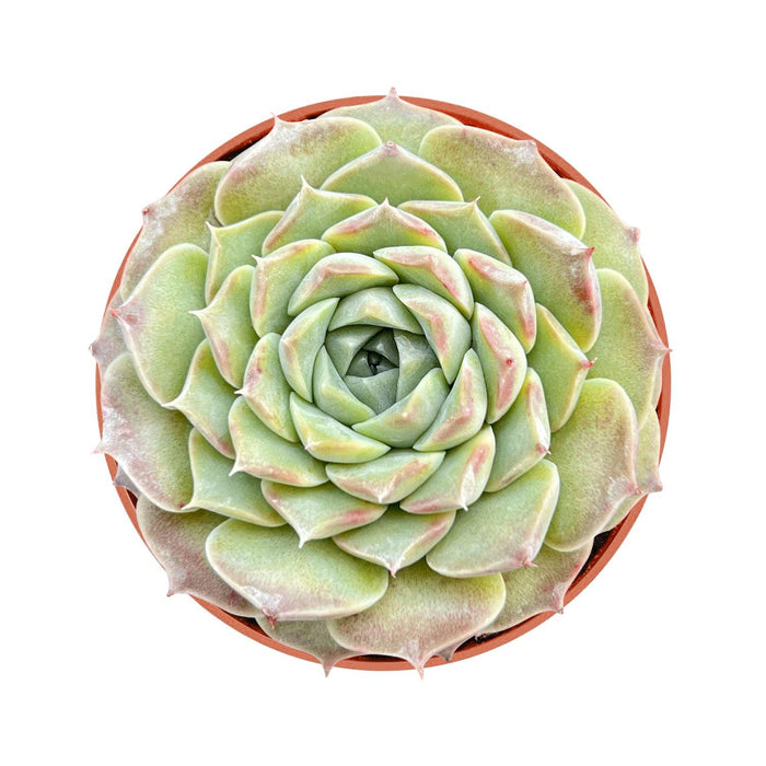 Echeveria Elegans 'Hyaliana' (<4 inch)