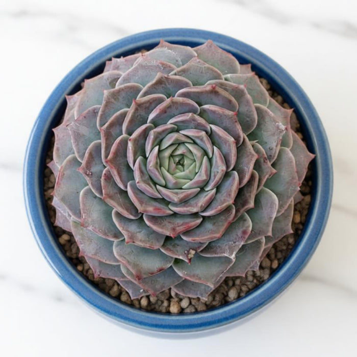 Echeveria Elegans 'Hyaliana' (<4 inch)