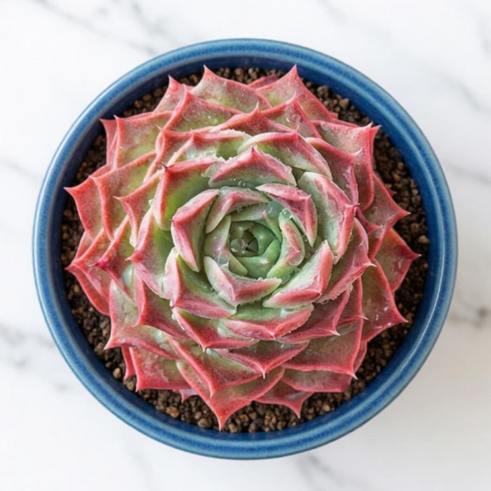 Echeveria Elegans 'Hyaliana' (<4 inch)