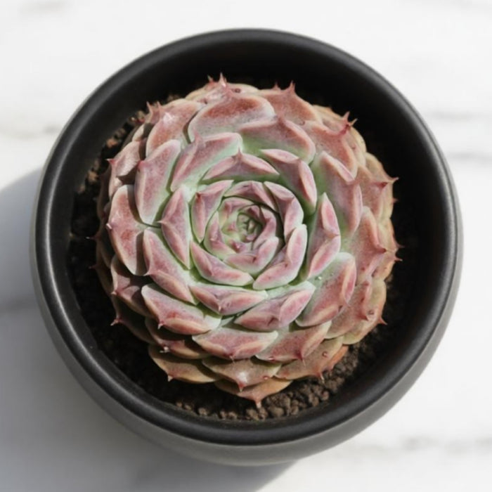 Echeveria Elegans 'Hyaliana' (<4 inch)