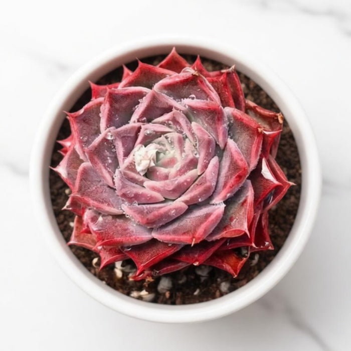 Echeveria Elegans 'Hyaliana' (<4 inch)