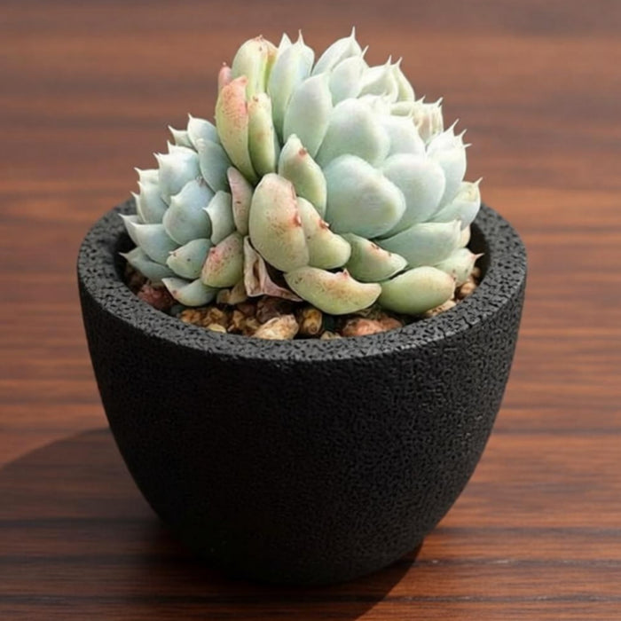 Echeveria Elegans (Mexican Snowball)