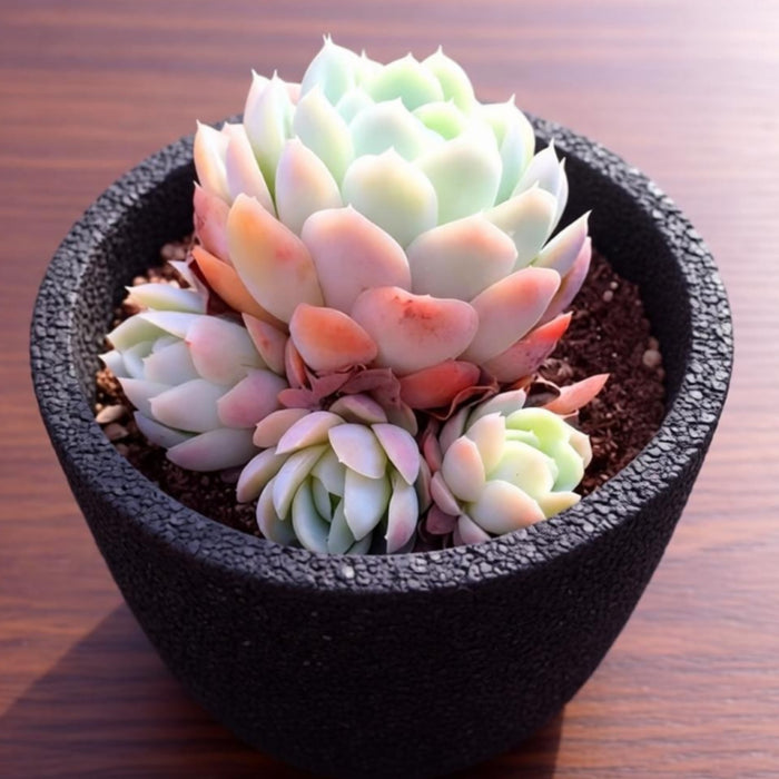 Echeveria Elegans (Mexican Snowball)