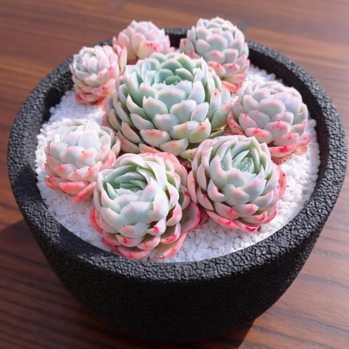 Echeveria Elegans (Mexican Snowball)