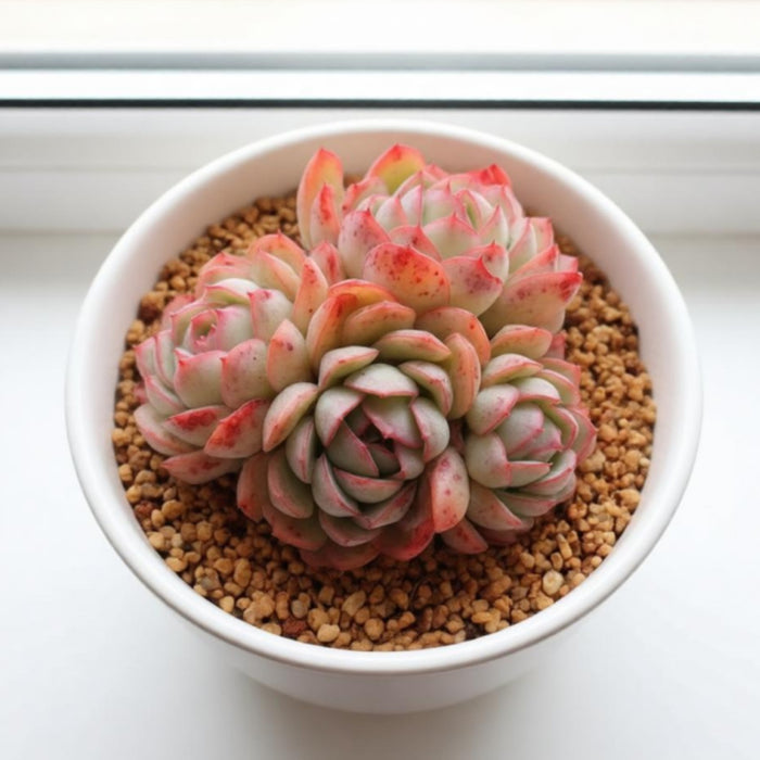 Echeveria Elegans Raspberry Ice