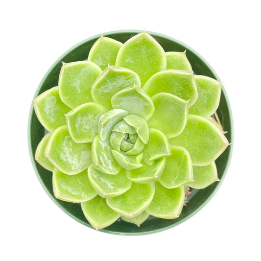 Echeveria Firefly (4 inch)