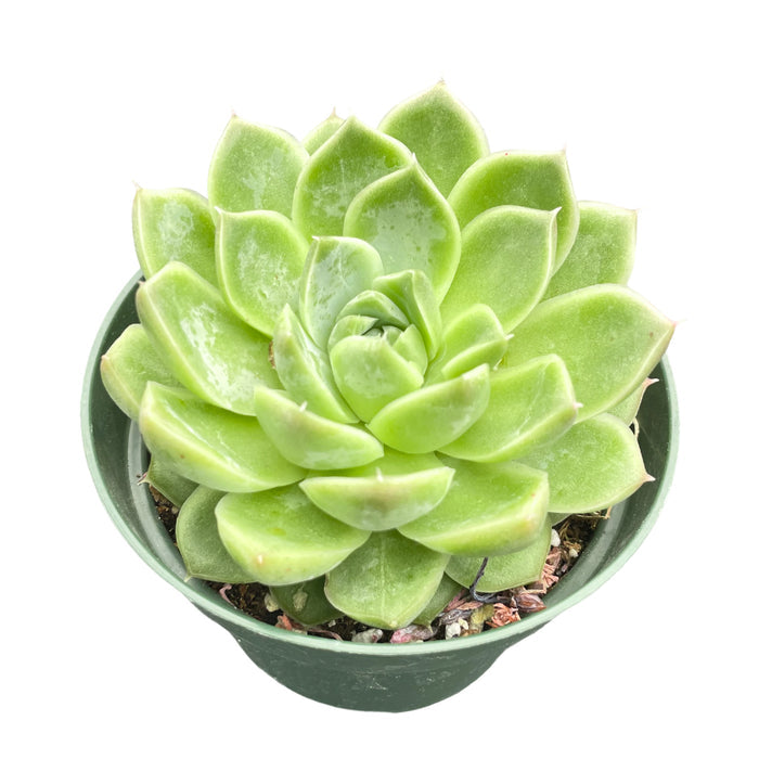 Echeveria Firefly (4 inch)