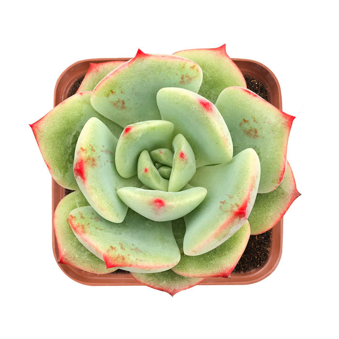 Echeveria 'Lala'