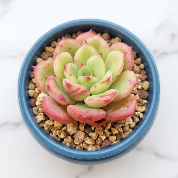 Echeveria 'Lala' (Limited)