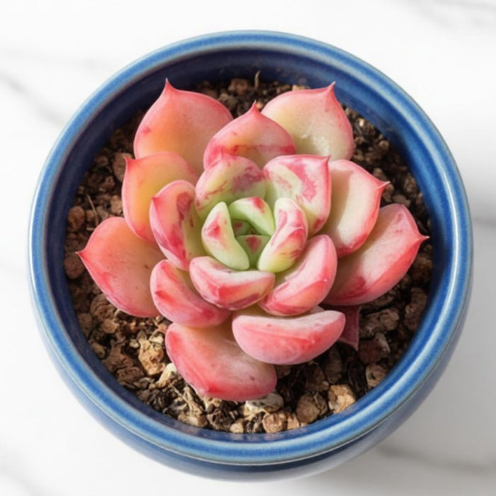 Echeveria 'Lala' (Limited)