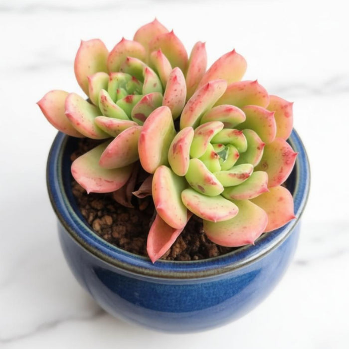 Echeveria 'Lala' (Limited)