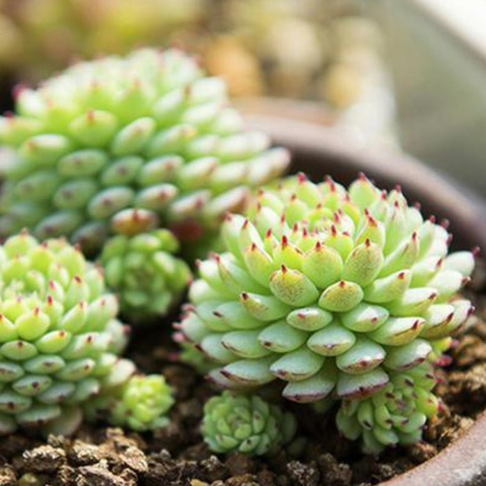 Echeveria Minima