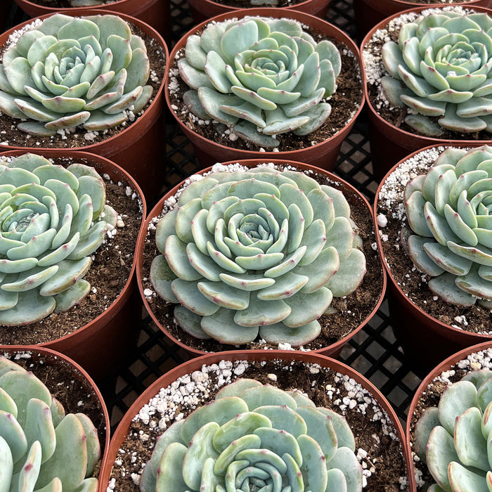 Echeveria Mont Blanc (6 inch)