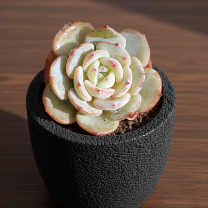 Echeveria Mont Blanc (6 inch)