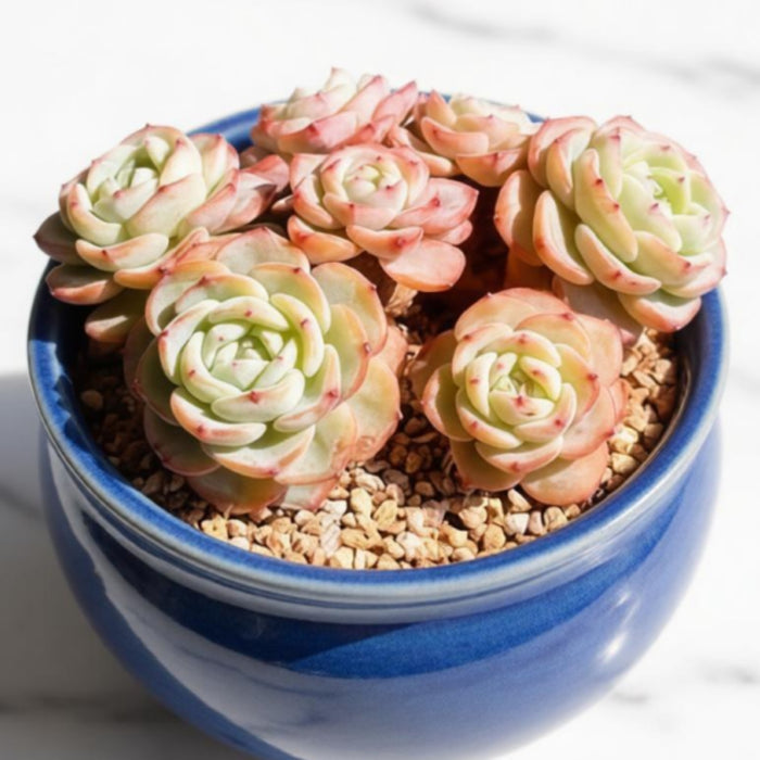 Echeveria Mont Blanc (6 inch)