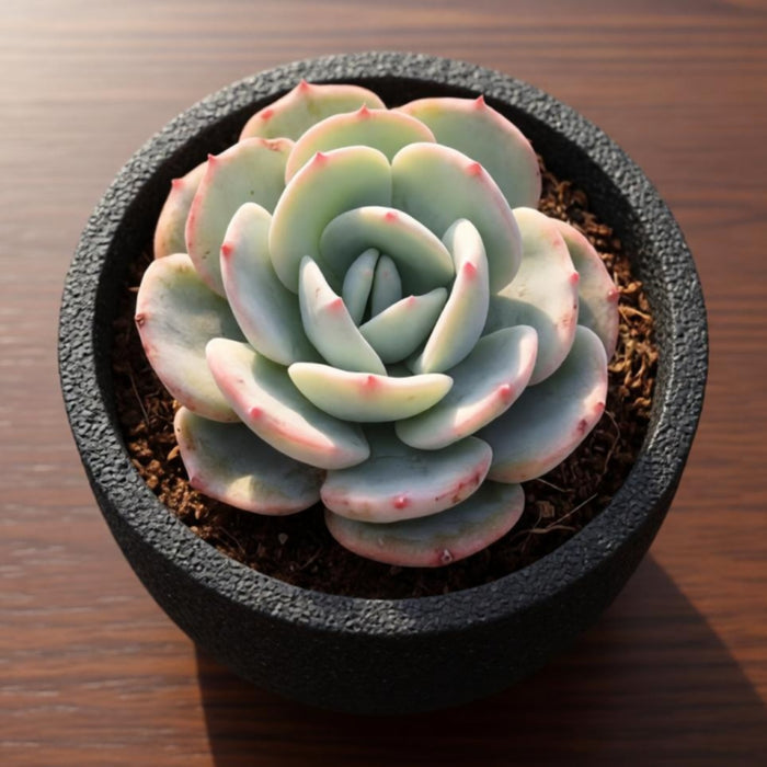 Echeveria Mont Blanc (6 inch)
