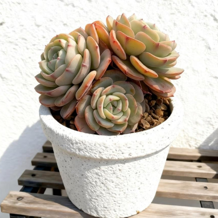 Echeveria Mont Blanc (6 inch)