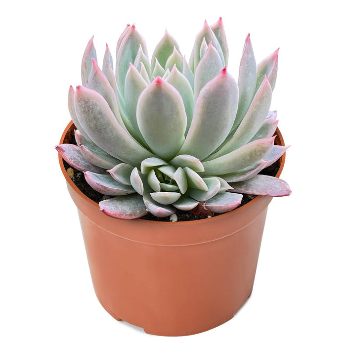 Echeveria Moon Gad Varnish (6 inch)