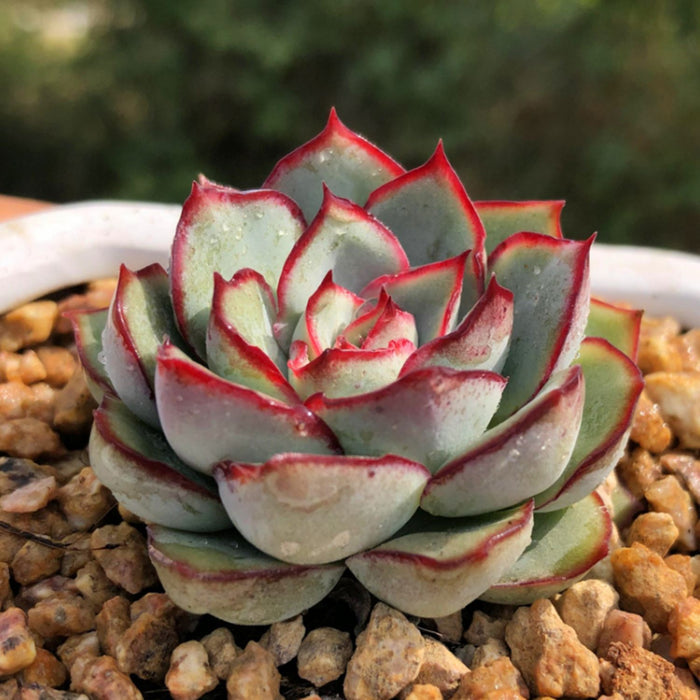 Echeveria Moon Gad Varnish (6 inch)