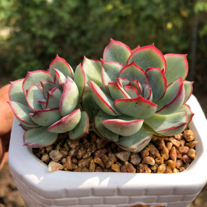 Echeveria Moon Gad Varnish (6 inch)