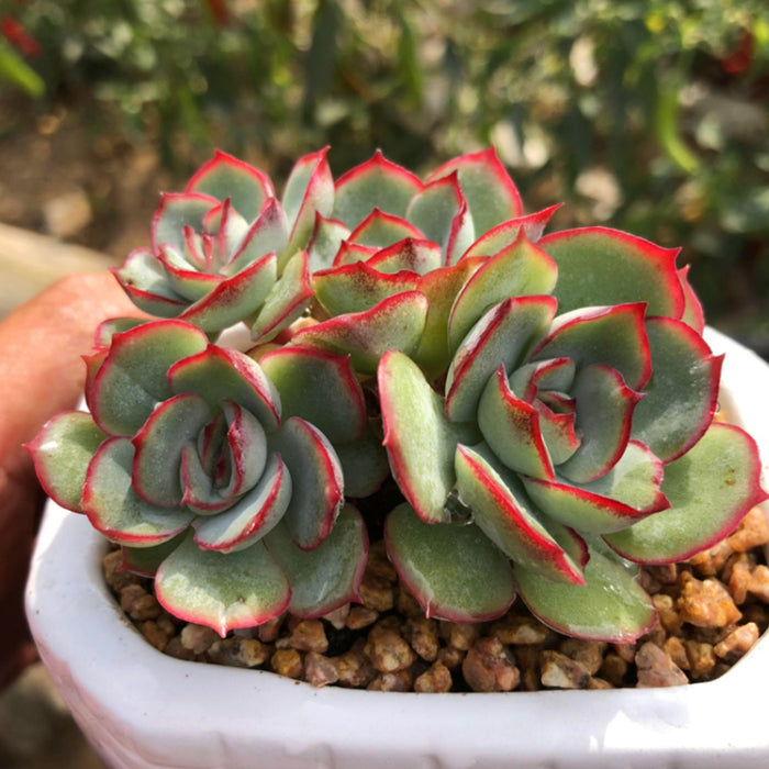Echeveria Moon Gad Varnish (6 inch)
