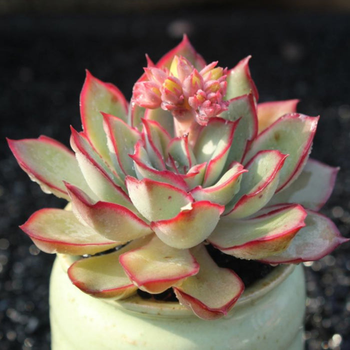 Echeveria Moon Gad Varnish (6 inch)