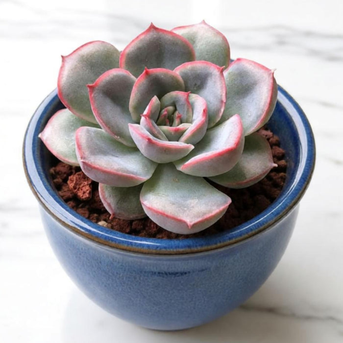 Echeveria 'Orion'
