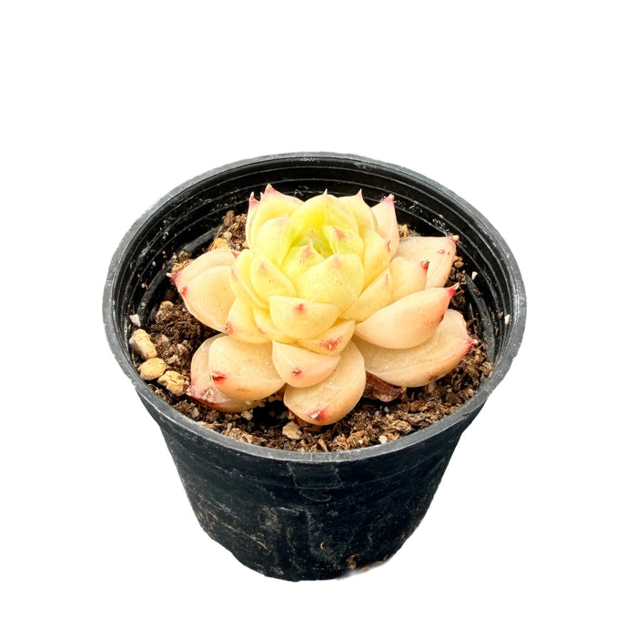 Echeveria 'Peachy Cheeks'