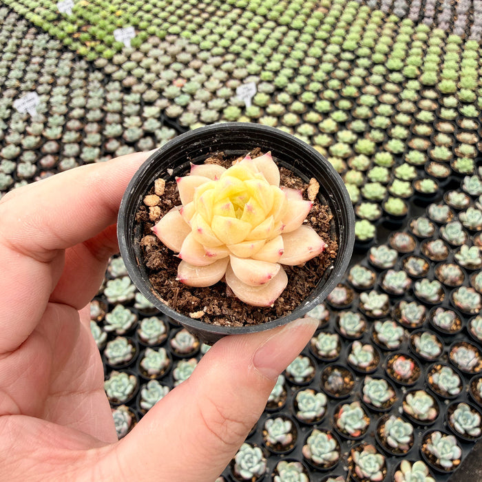 Echeveria 'Peachy Cheeks'