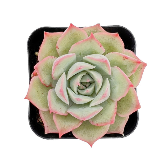 Echeveria 'Pink Tips'