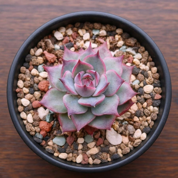 Echeveria 'Pink Tips'