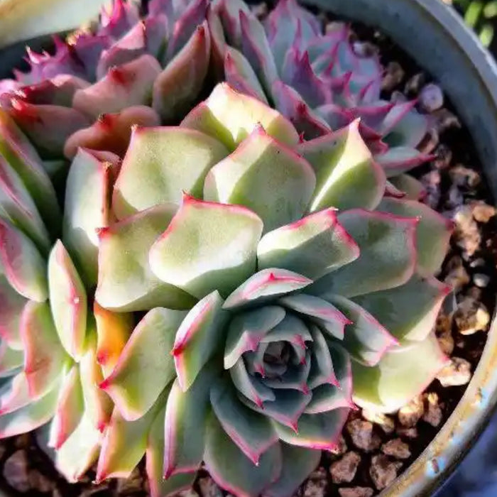 Echeveria 'Pink Tips'