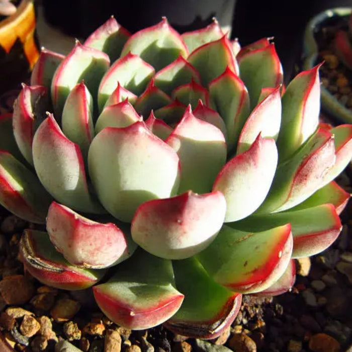 Echeveria Pulidonis(Walther) (6 inch)