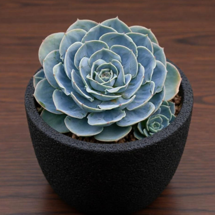 Echeveria runyonii Rose ex Walther