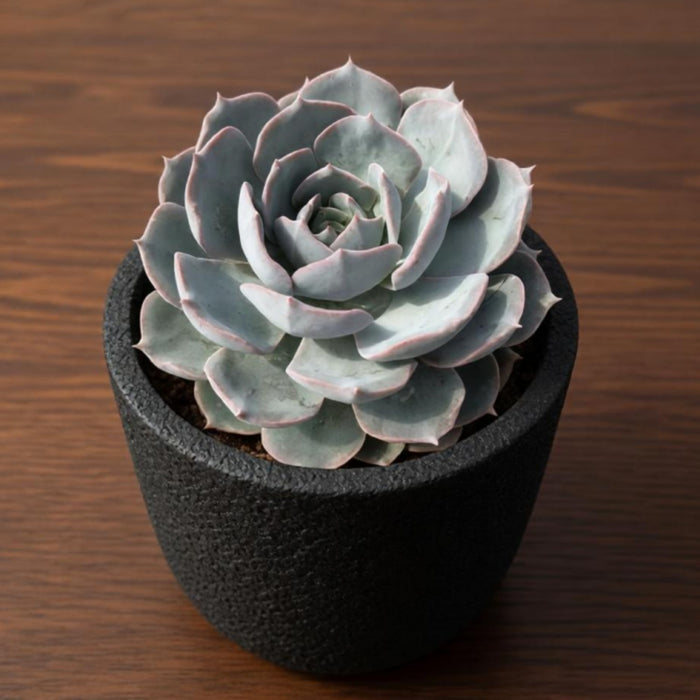 Echeveria runyonii Rose ex Walther