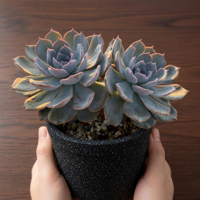 Echeveria runyonii Rose ex Walther